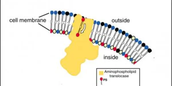 Cholesterol-Metabolism Relationship Challenged By New Research