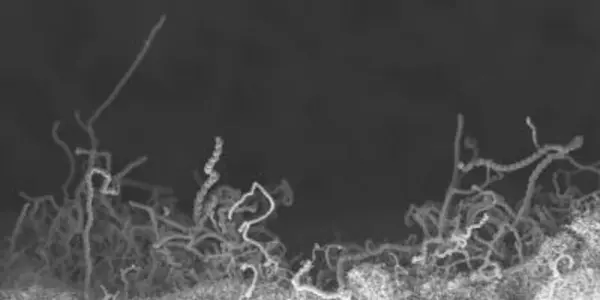 Bone-Growing Nanomaterial Could Improve Artificial Hips
