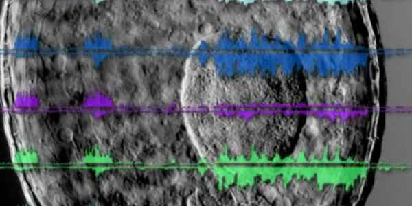 Study Reveals A Deeply Hidden Layer Of The Transcriptome