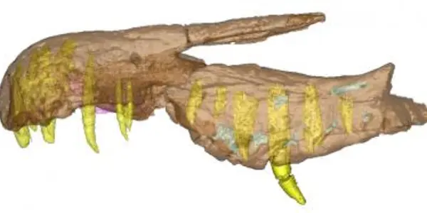 Baryonyx - Dinosaur With The Head Of a Fish-Eating Crocodile