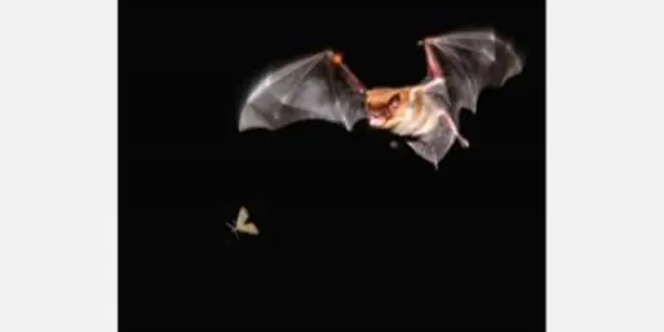 Super Sonar - Bat Vocals Also Cue Memory And Assist Flight