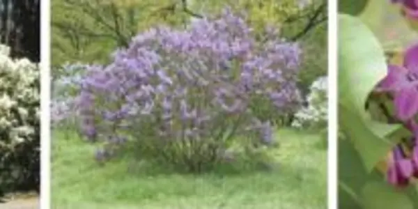 In Time For Independence Day - Patriotic Lilacs