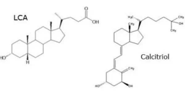 Beneficial Bile Acid Turns Up Vitamin D Without Excess Calcium