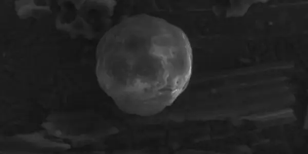 Lack Of 65 Million Year Old Coal Plants Leads To A Carbon Cenosphere Mystery