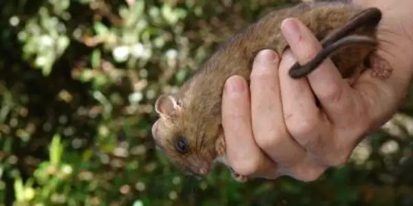 "You Listed Me As What??"  Missing Rat Is Back - After Being Extinct For 112 Years