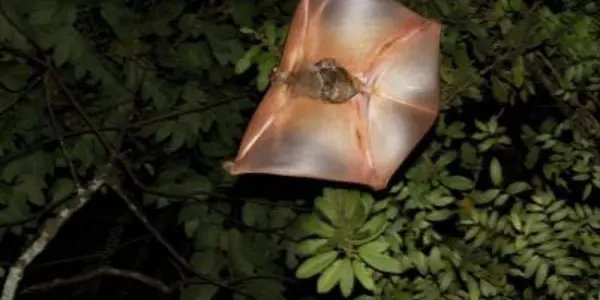 Debate Over?  Flying Lemurs Are Closest Relatives Of Primates, Says Group