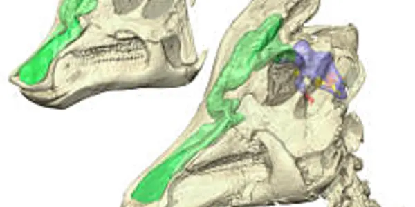 Why Did Lambeosaurs Have Crests On Their Heads?  To Communicate, It Seems