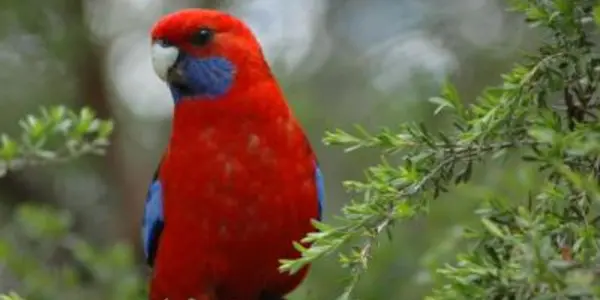 Biogeography, Ring Speciation And Crimson Rosellas
