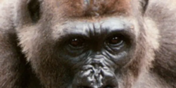 World's Rarest Great Ape Gets A New Home
