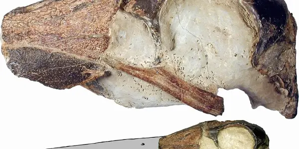 Dasornis Emuinus : Prehistoric Goose Was The Size Of A Small Plane And Had Bony Teeth