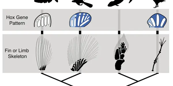 Hox Gene Research And New Data On How Fish Grew Feet