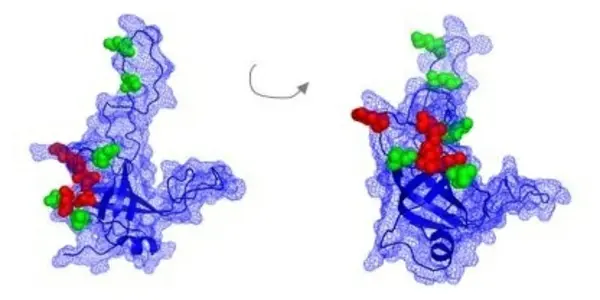 Est3 Protein Interaction With Telomeres May Provide Some Answers About Aging