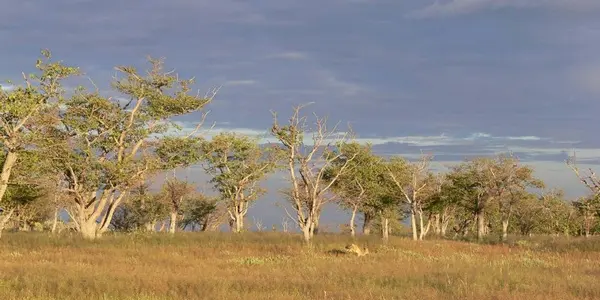 Fire More Important Than Rain For Savannah Ecosystem