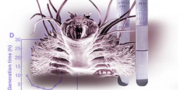Extremophiles,Sulfurous Cauldrons, and the Ethanol Puzzle