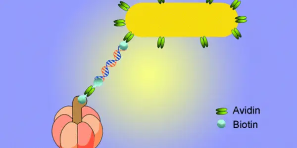 Tiniest Rotary Motor Is Actually A Biological Engine Measured in Molecules