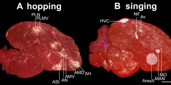 Vocal Learning Evolution Discovery Aided By Bird Brains