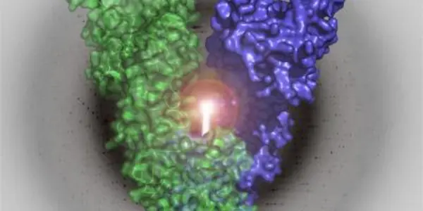 Immune Disease Treatment Advance: GRP94 Protein Structure Solved