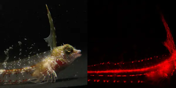 Better Than Lava Lamps - Fish That Glow Red
