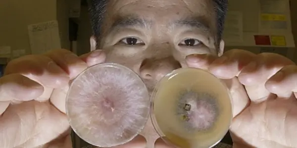 Research: Why Is A Pathogen A Pathogen?