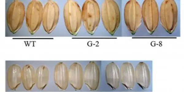 GIF1 Gene Discovery May Mean Bigger Rice Grains (And More Food)
