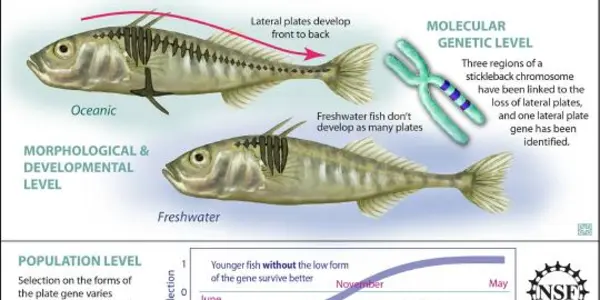 Molecular, Genetic, Developmental, Morphological - Stickleback Fish Adapts Well To Changing Environment