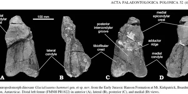 Glacialisaurus Hammeri: New Genus And Species Of Dinosaur Discovered In Antarctica