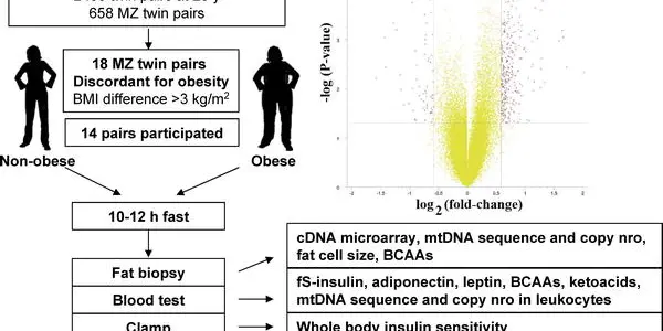 Study: Obesity Creates Dysfunctional Mitochondria And Lowers  Metabolism