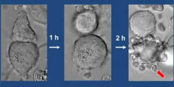 Granzymes Attack Through Doors In Cell Pores