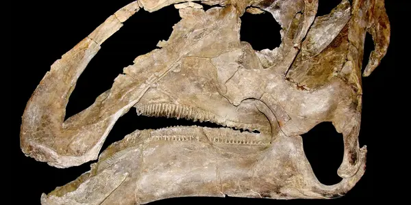 New Dinosaur Species, Gryposaurus Monumentensis, Unearthed In Utah