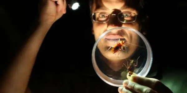 Indoxacarb Insecticide Wipes Out Entire Cockroach Generations