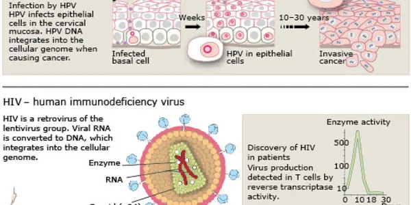 Harald zur Hausen, Françoise Barré-Sinoussi And Luc Montagnier Win 2008 Nobel Prize In Medicine For HPV And HIV Discoveries