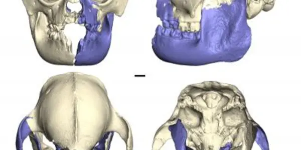Extinct Hadropithecus Stenognathus Skull Fragments Pieced Together By Computer Tomography