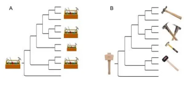 HoxA-11 And The Evolution Of Pregnancy In Mammals