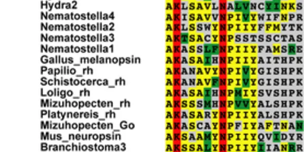 Hydra Vision Genes Provide A Glimpse Of Evolution History
