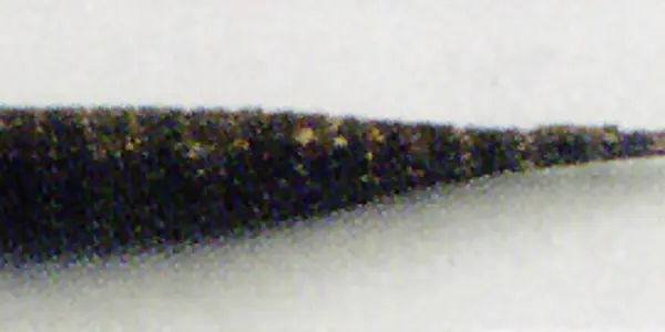 Darwin's Natural Selection Gets An Affirmation From Armored Stickleback Fish