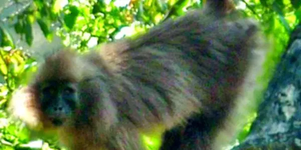Africa's Newly Discovered 'Kipunji' Monkey Already Threatened With Extinction