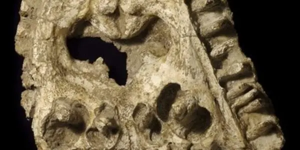 Kryostega Collinsoni - Salamander Ancestor Had Huge Teeth Up Top
