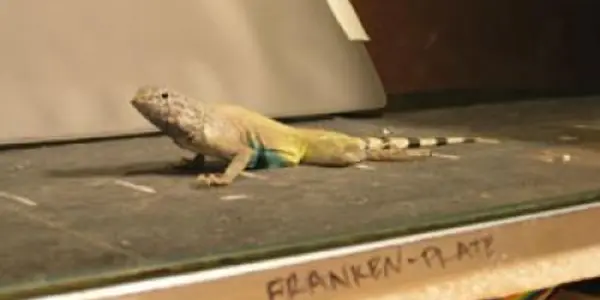 Lizard Foraging Sheds Light On Evolution Of Biomechanics