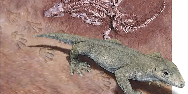 How Paleontologists Match Fossil Tracks With Their Makers