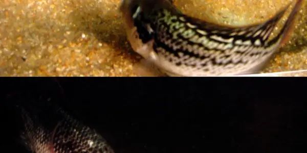 Male Cichlids Are Evolutionary Playas - They Fake Their Way To Mating