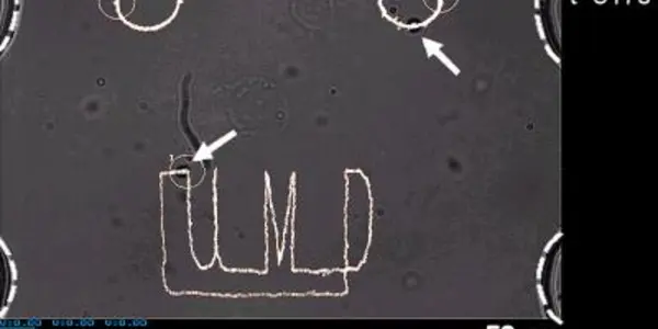 Cell-Based Sensor-On-A-Chip Applies Moore's Law To Cell Biology