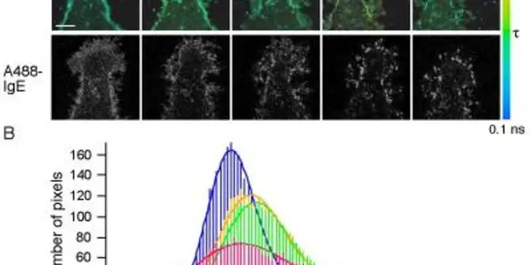 Lipid Molecule Research Could Lead To Better Allergy Medicines