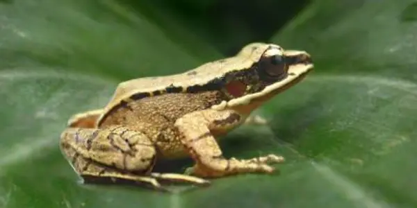 Odorrana Tormota - This Chinese Frog Can Tune Its Hearing Frequency