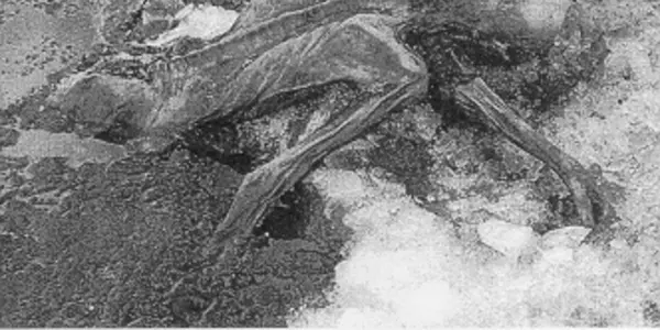 Oetzi The Neolithic Iceman Had Some Pretty Good Clothing