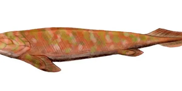 Tetrapods Not Fingered Alone - Panderichthys Fish Had Them First, Says Study
