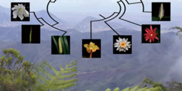 Evolutionary Tree Of Life For Flowering Plants