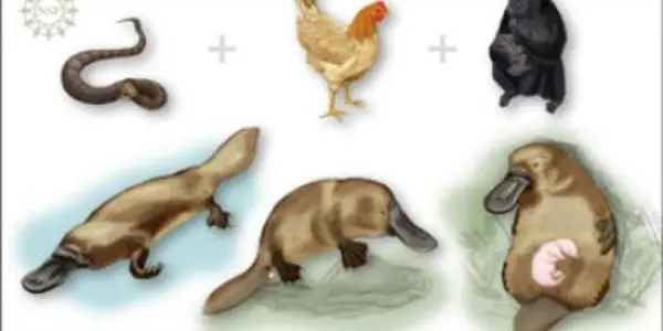 'Patchwork' DNA - Genome Of Platypus Decoded