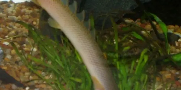 Polypterus Senegalus: The Dinosaur Eel That May Inspire A New Generation Of Body Armor