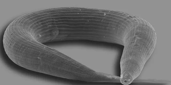 A Nematode Teaches Us Something About The Evolution Of Parasites