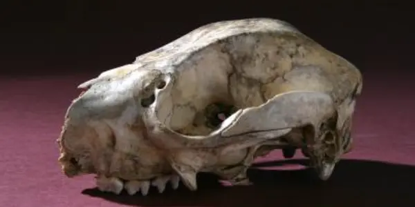 Global Warming Off The Hook:  Humans Implicated In Pre-Historic Australian Extinctions